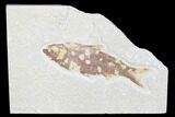Detailed Fossil Fish (Knightia) - Wyoming #176383-1